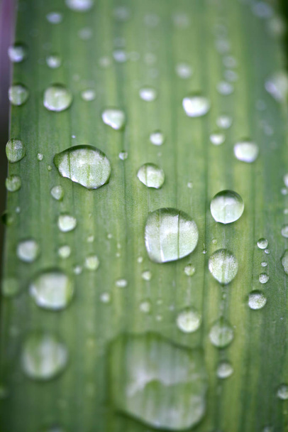 of water droplets on leaves - Fotografie, Obrázek