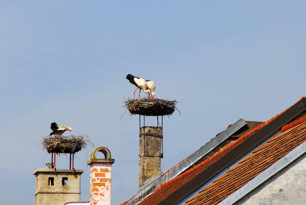 scenic view of beautiful stork birds at nature - Fotoğraf, Görsel