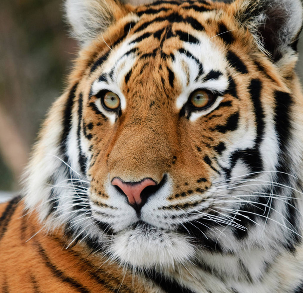 powerful predator wildcat, striped tiger animal  - Foto, Imagen