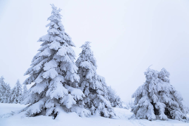 spruce covered with snow on a mountain slope.  - 写真・画像