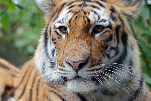 powerful predator wildcat, striped tiger animal  - Fotoğraf, Görsel