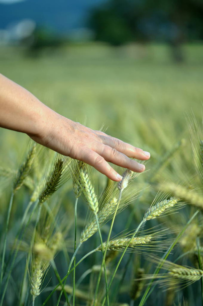 view of cornfield, agriculture concept   - Foto, Imagen