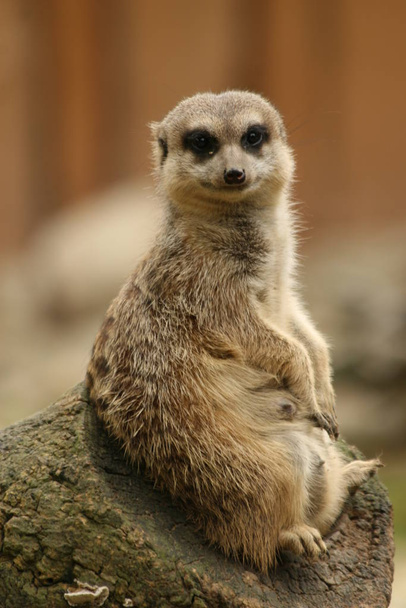 cute meerkat suricate suricatta - Foto, imagen