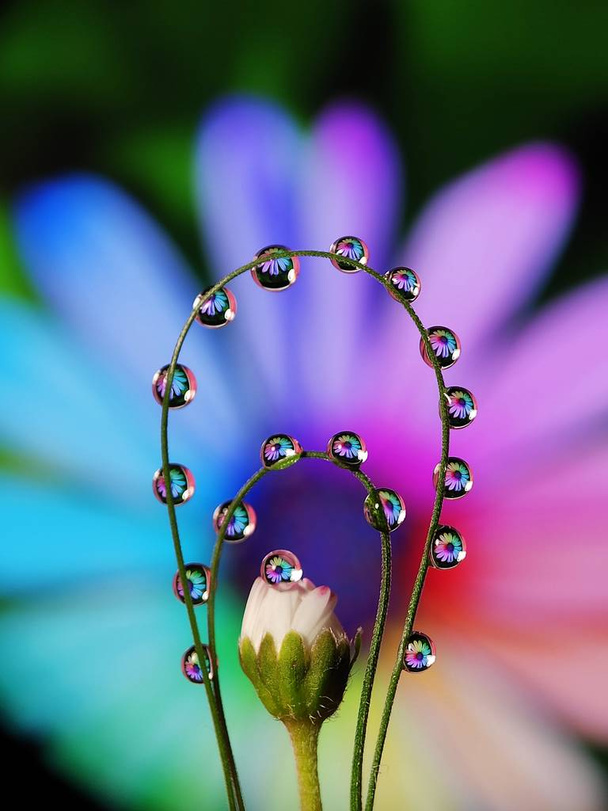 Hermosa flor de reflexión de gotas de agua en la hierba con forma paralela creativa redonda creativo configurar macro disparar fotografía gotas de lluvia de rocío matutino fresco reflejar fondo de la flor
  - Foto, Imagen