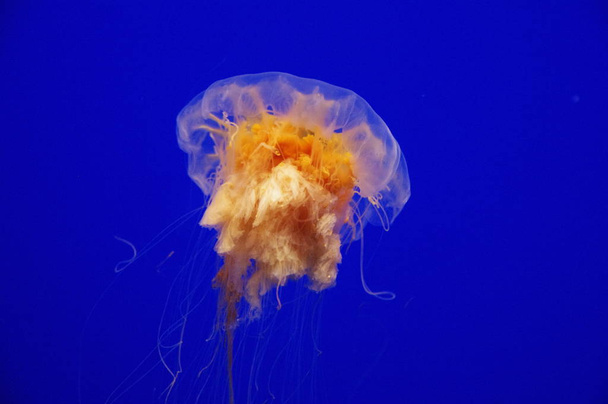 aquatic jellyfish sea underwater, sea life creature - Foto, afbeelding