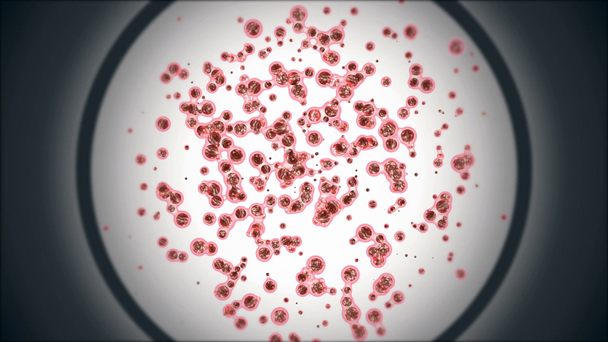embryonální mitóza kmenové buňky kolonie sekce zvětšené v mikroskopu buněčné terapie výzkum onemocnění léčba 3D animace patologie diagnóza biologie a lidské tělo medicíny koncept - Záběry, video
