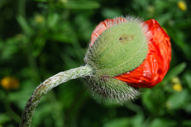 red poppies on natural background - Φωτογραφία, εικόνα