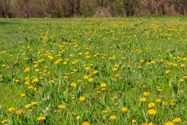 Grüne Wiese mit gelbem Löwenzahn im Frühling - Foto, Bild