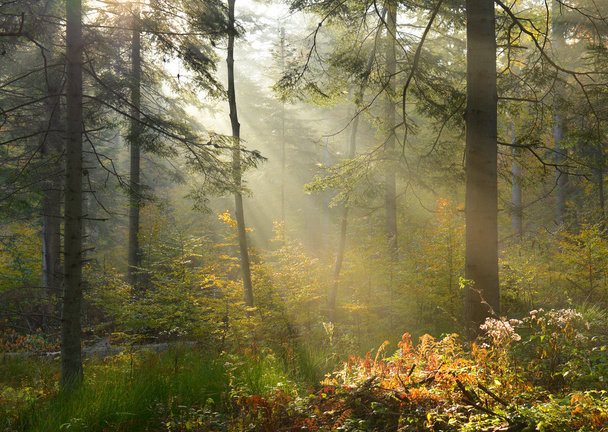 bosque de otoño - Foto, Imagen