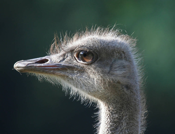 scenic view of beautiful ostriches at nature - Foto, immagini