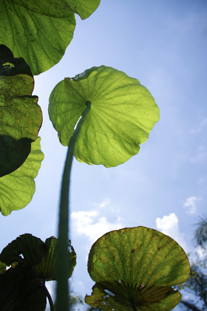 Nelumbo Lotus leaf - Photo, Image