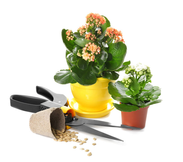 Set of gardening supplies on white background - Photo, Image