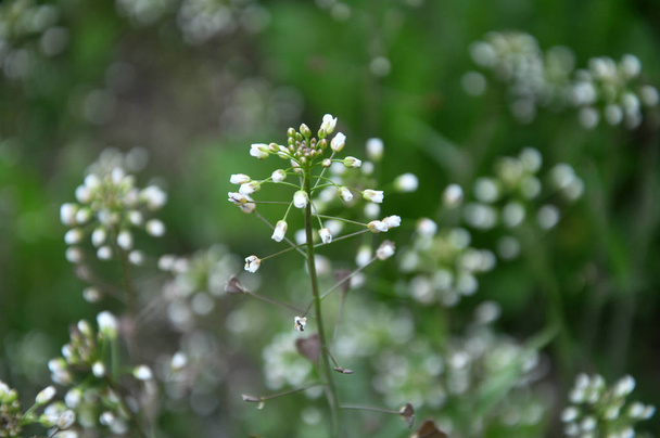 Capsella bursa-pastoris kvete v přírodě - Fotografie, Obrázek