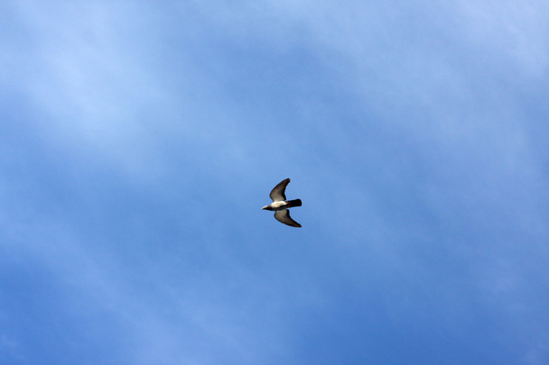 Kyyhkynen lentää taivaan alla pilvien kanssa
 - Valokuva, kuva