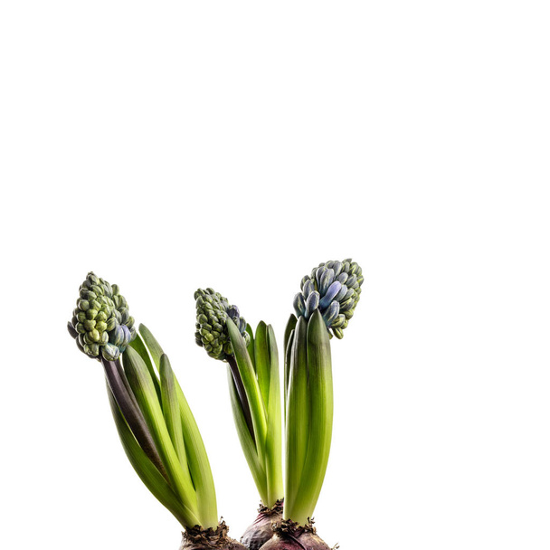 Hyacinth on white. - Foto, afbeelding
