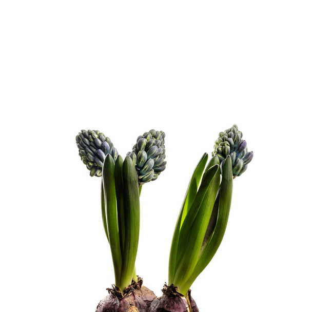 Hyacinth on white. - Fotó, kép