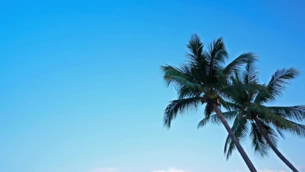 Kaunis trooppinen kookos palmuja taivaalla tausta - Materiaali, video