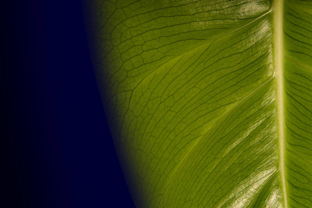 Platz für Text. Blatt einer Monstera-Pflanze, groß auf der Rückseite, Adern auf einem Blatt. Natürlicher Hintergrund. - Foto, Bild