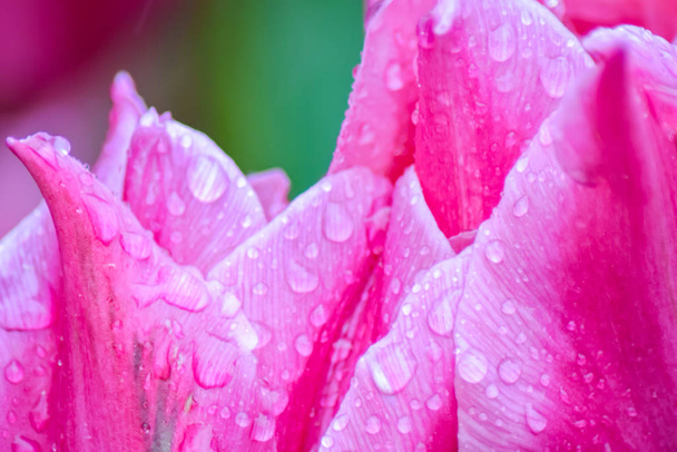 Рожевий тюльпан після дощу. Закриті пелюстки тюльпанів з дощовими краплями на зеленому тлі. Прозорі краплі на рожевих пелюстках..  - Фото, зображення