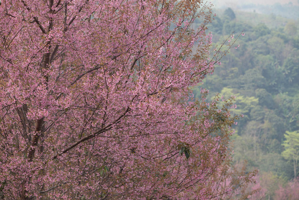 Wild Himalayan Cherry (Prunus cerasoides) at Thailand - Photo, Image