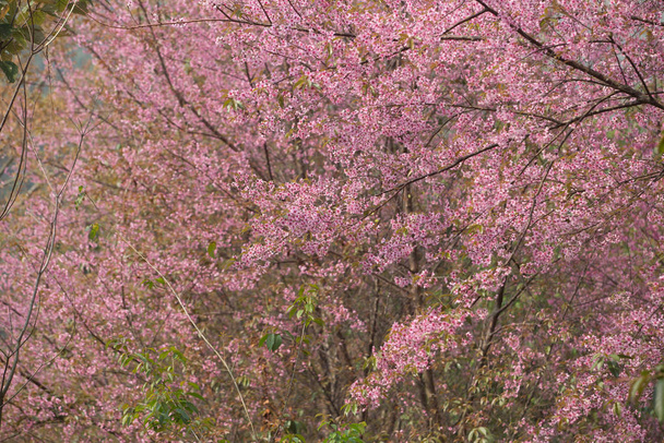 Tayland 'da Vahşi Himalaya Kirazı (Prunus cerasoides) - Fotoğraf, Görsel