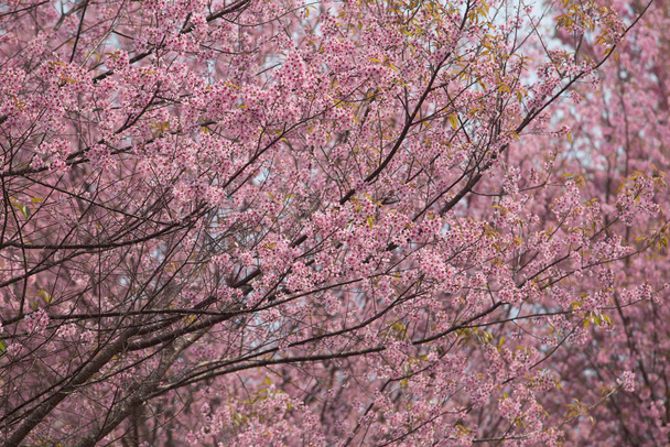 Vad Himalája cseresznye (Prunus cerasoides) Thaiföldön - Fotó, kép