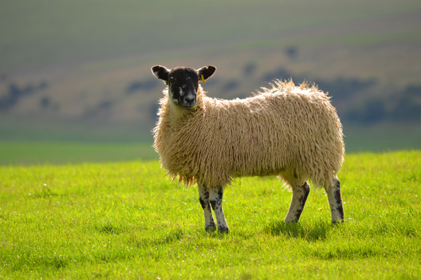 Овцы на юге
 - Фото, изображение