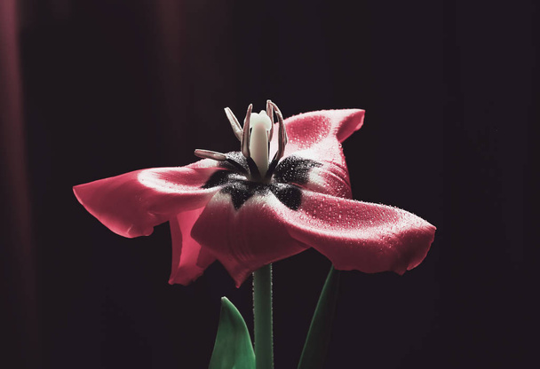 close-up of tulip flower heart - Fotó, kép