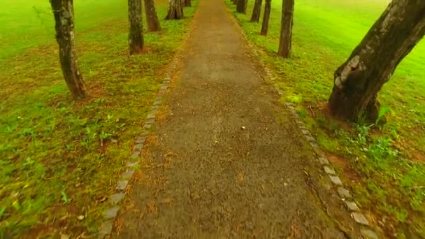 Walking and observing nature in spring park. - Materiał filmowy, wideo