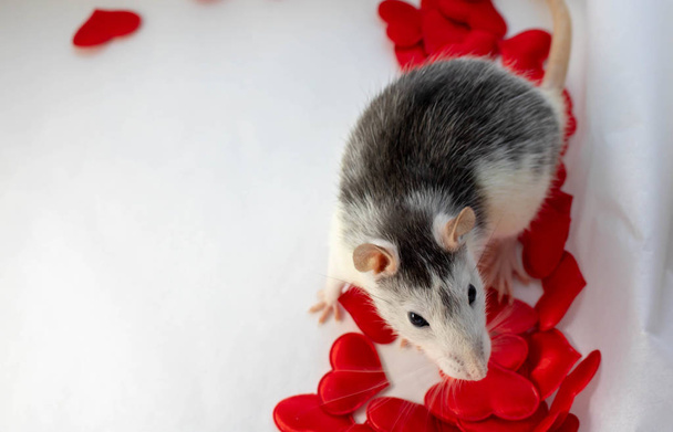Una pequeña rata plateada está sentada en un corazón de mimbre rojo. Composición sobre fondo blanco. Según el horóscopo, la rata es un símbolo de 2020. Espacio para texto
 - Foto, Imagen