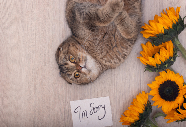 Güzel ve şirin İskoç kedisi, üzgün notuyla. - Fotoğraf, Görsel
