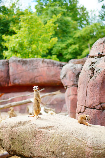 Two meerkats standing on a rock at a park - Foto, Imagem