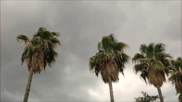 Três palmeiras altas contra o céu nublado no dia ventoso na aldeia andaluza
 - Filmagem, Vídeo