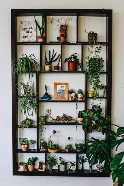 Many green plants on wooden shelf  - 写真・画像
