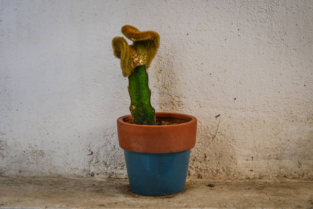 Vaso di pianta di cactus per la decorazione
  - Foto, immagini