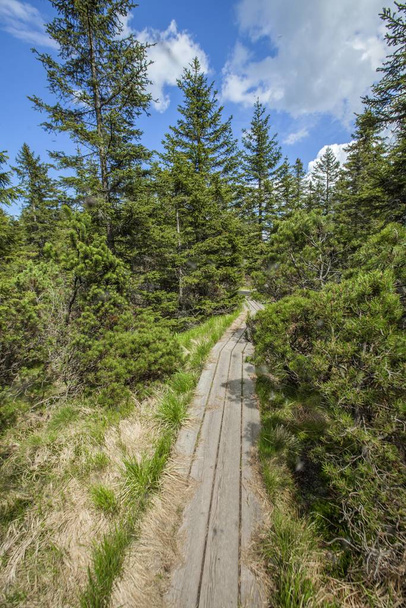 A vertical high angle shot of a wooden trail near the Ribnica lake in the Pohorje hills in Slovenia - Foto, Imagen