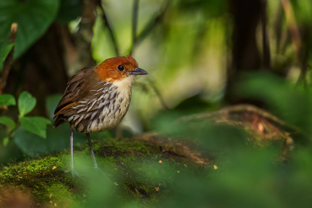 Antpitta couronnée de châtaigniers - Grallaria ruficapilla, oiseau caché timide des forêts andines, Antisana, Équateur
. - Photo, image