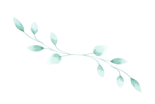 Εικονογράφηση ενός υδρόχρωμου κλαδιού ενός φυτού με τα φύλλα ως στολίδι για διακόσμηση σε λευκό απομονωμένο φόντο - Φωτογραφία, εικόνα