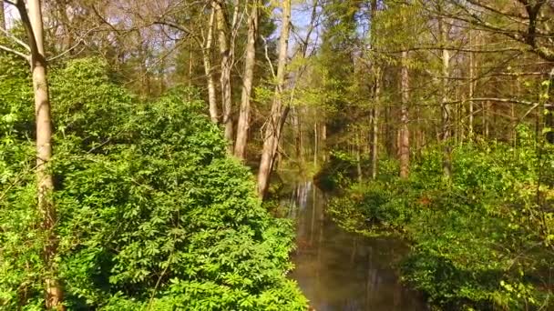 Small stream in the spring forest. - Footage, Video
