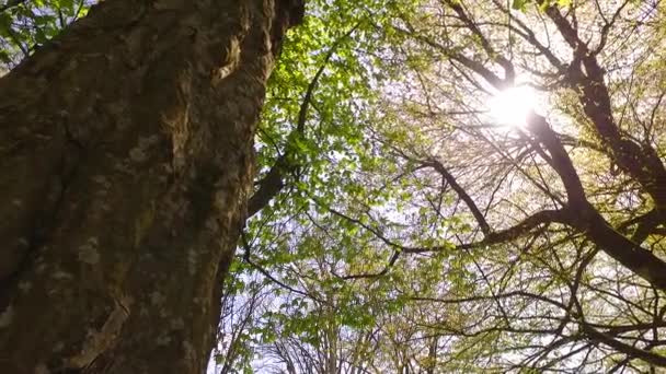 Ζωντανές νεαρές κορώνες δέντρων και ευχάριστος ήλιος που περνάει. Θέα από το έδαφος. - Πλάνα, βίντεο