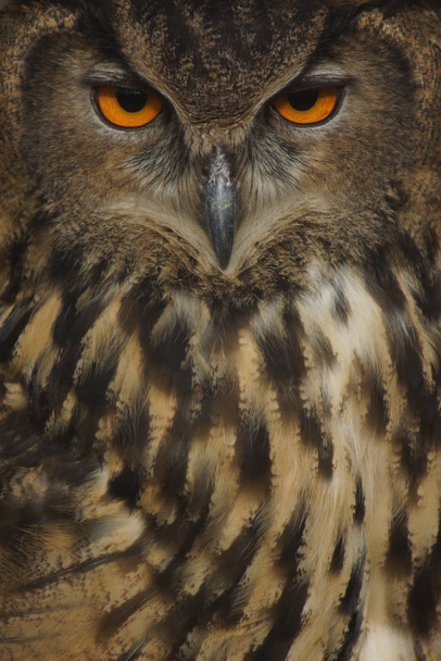 Búho águila euroasiática - Bubo bubo
 - Foto, imagen