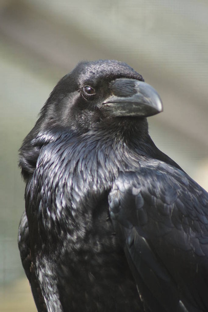 Common Raven  - Corvus corax - Photo, Image