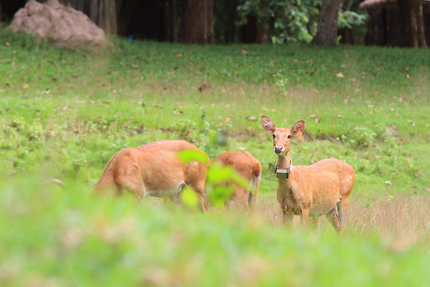 Manada de ciervos en la escena del prado en el bosque, Tailandia
 - Foto, imagen