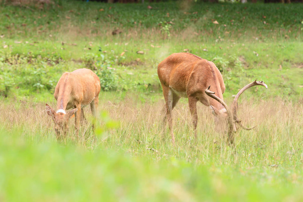 mandria di cervi nella scena prato a foresta, Thailandia
 - Foto, immagini