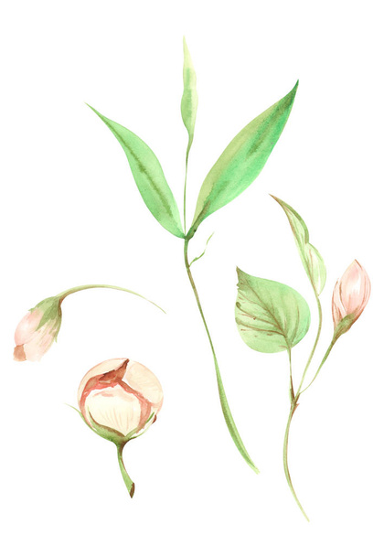 孤立した白い背景の枝に緑の葉を持つピンクの桃果実の花の水彩画のイラスト - 写真・画像
