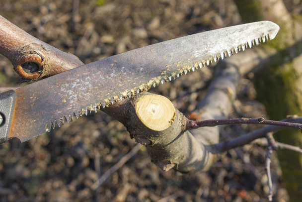 Pruning a branch on an apple tree. Cleaning old and sick branches in the garden. - Photo, Image