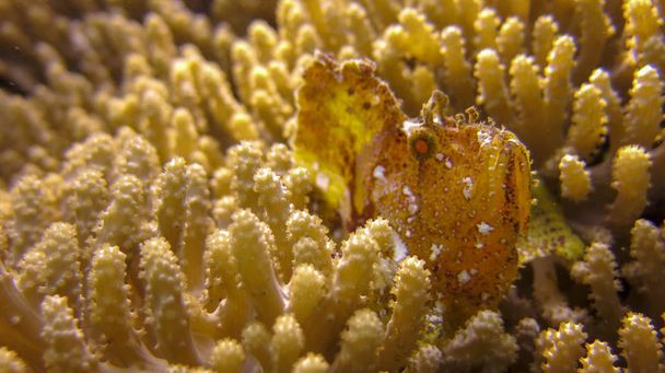 Leaf Scorpionfish or Paperfish with yellow color and white spots - Photo, Image