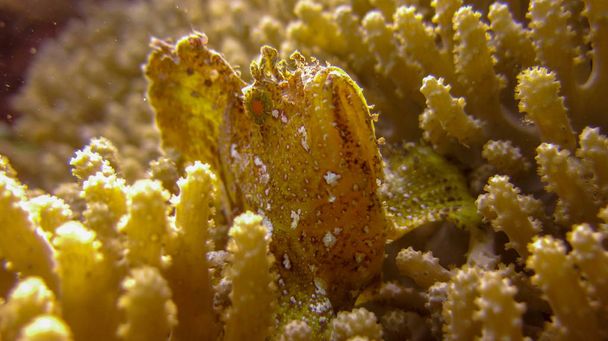 Leaf Scorpionfish tai Paperfish keltainen väri ja valkoiset täplät
 - Valokuva, kuva
