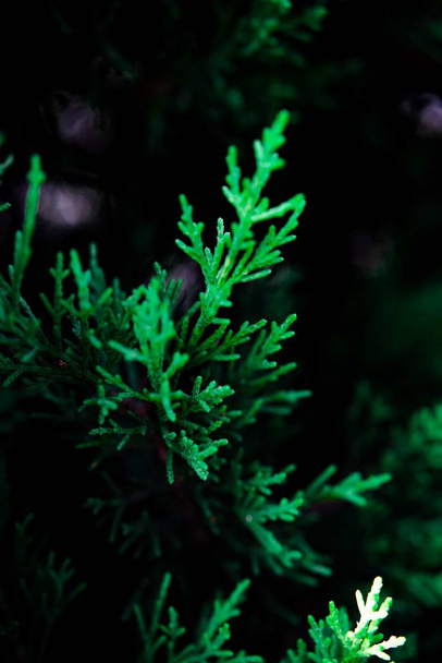 Background of the shrub of juniper - Photo, Image
