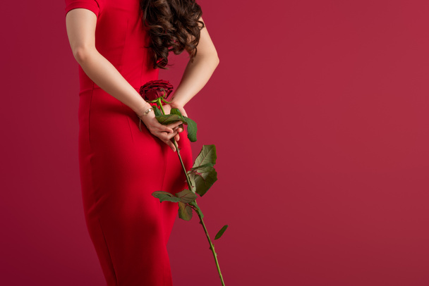 back view of sexy, elegant girl holding red rose isolated on red - 写真・画像